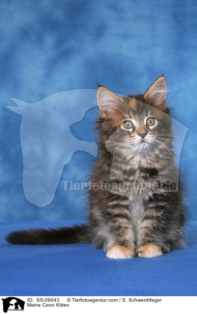 Maine Coon Ktzchen / Maine Coon Kitten / SS-09043