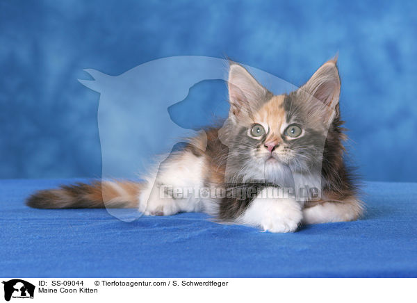 Maine Coon Ktzchen / Maine Coon Kitten / SS-09044