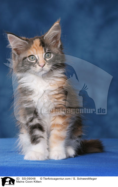 Maine Coon Ktzchen / Maine Coon Kitten / SS-09048