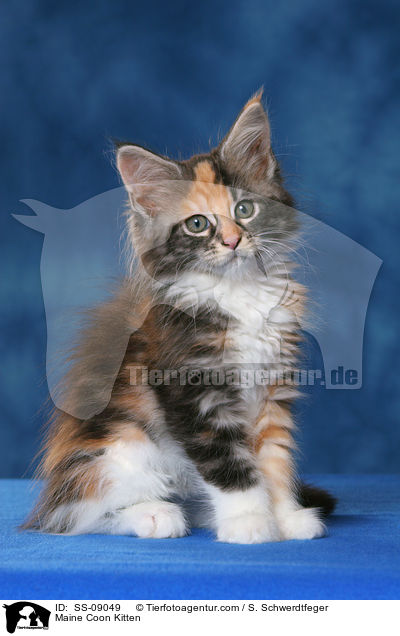 Maine Coon Ktzchen / Maine Coon Kitten / SS-09049