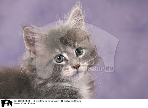 Maine Coon Ktzchen / Maine Coon Kitten / SS-09080