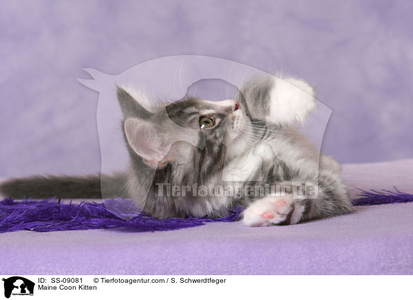 Maine Coon Ktzchen / Maine Coon Kitten / SS-09081