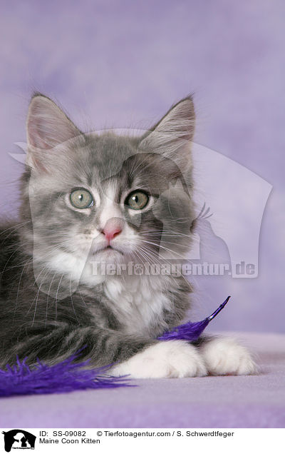 Maine Coon Ktzchen / Maine Coon Kitten / SS-09082