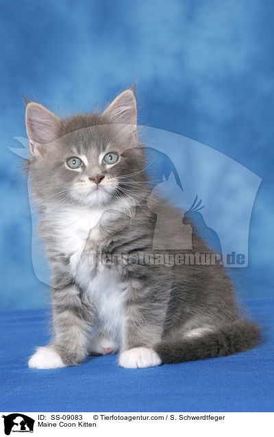 Maine Coon Ktzchen / Maine Coon Kitten / SS-09083