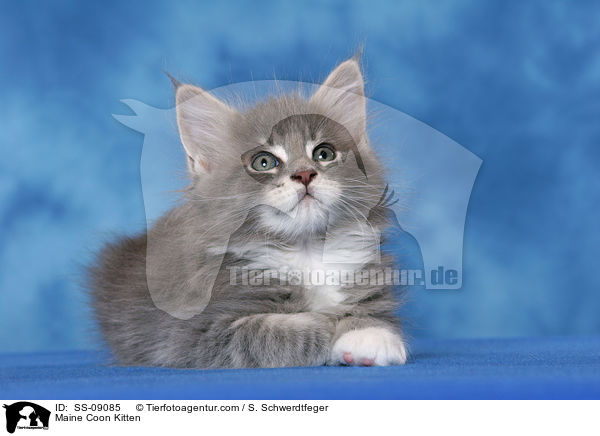 Maine Coon Ktzchen / Maine Coon Kitten / SS-09085