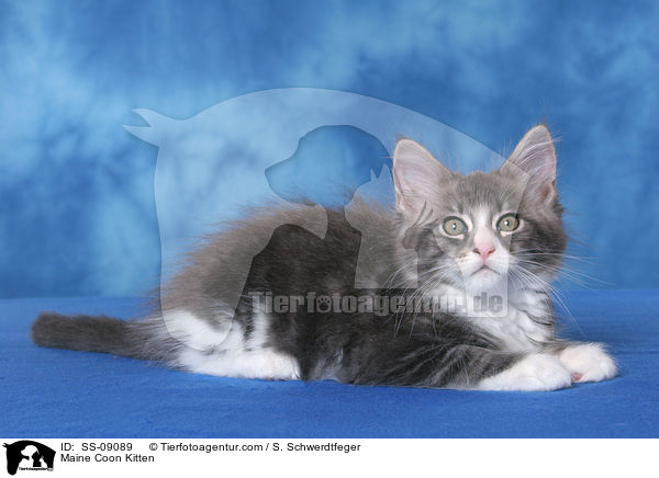 Maine Coon Ktzchen / Maine Coon Kitten / SS-09089