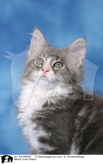 Maine Coon Ktzchen / Maine Coon Kitten / SS-09090