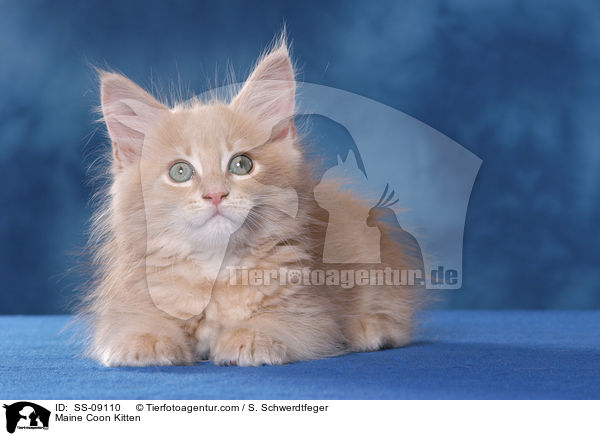 Maine Coon Ktzchen / Maine Coon Kitten / SS-09110