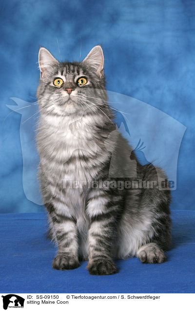 sitzende Maine Coon / sitting Maine Coon / SS-09150