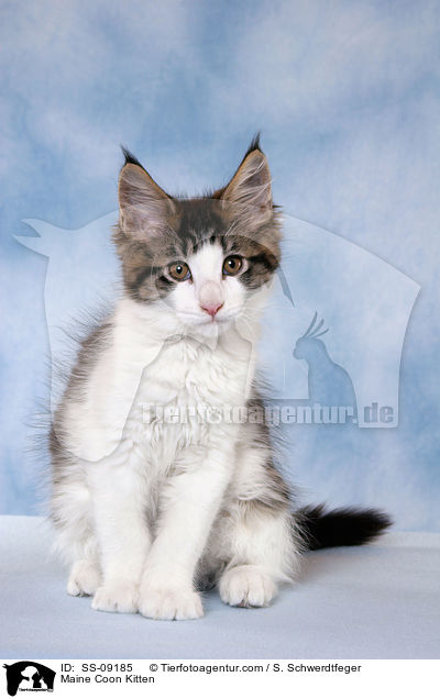 Maine Coon Ktzchen / Maine Coon Kitten / SS-09185