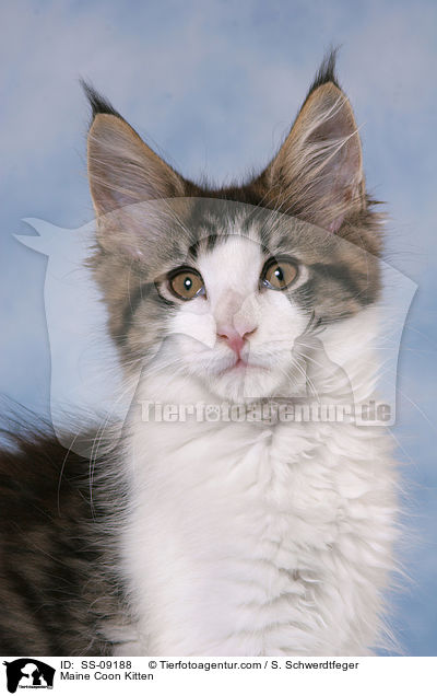 Maine Coon Ktzchen / Maine Coon Kitten / SS-09188