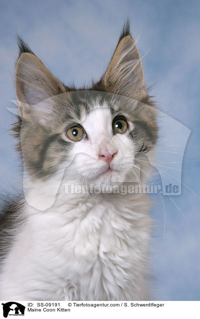 Maine Coon Ktzchen / Maine Coon Kitten / SS-09191