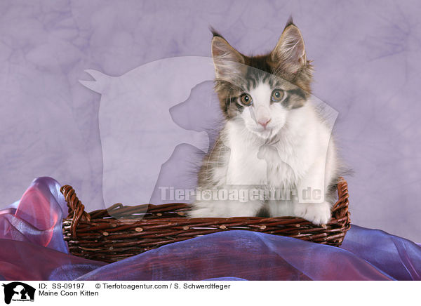 Maine Coon Ktzchen / Maine Coon Kitten / SS-09197