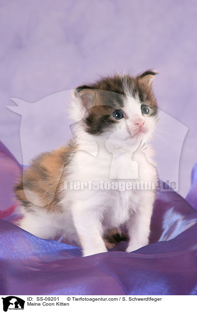 Maine Coon Ktzchen / Maine Coon Kitten / SS-09201