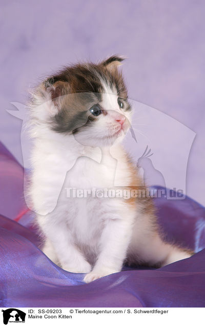 Maine Coon Ktzchen / Maine Coon Kitten / SS-09203