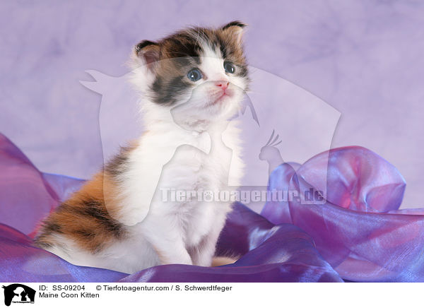 Maine Coon Ktzchen / Maine Coon Kitten / SS-09204