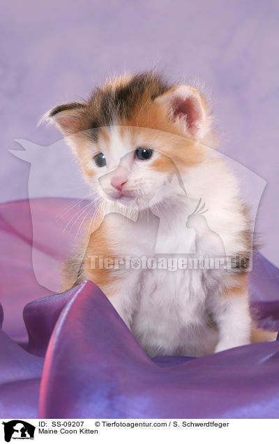 Maine Coon Ktzchen / Maine Coon Kitten / SS-09207