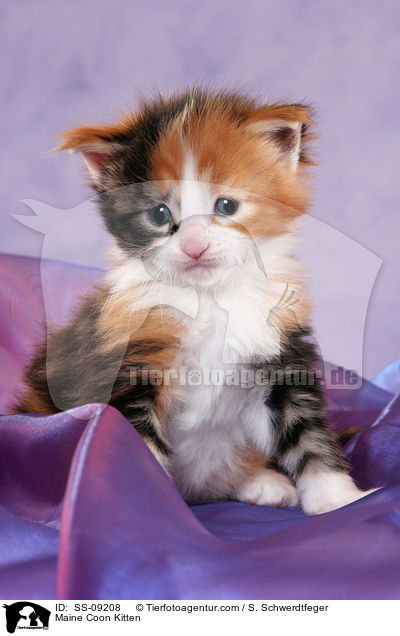 Maine Coon Ktzchen / Maine Coon Kitten / SS-09208