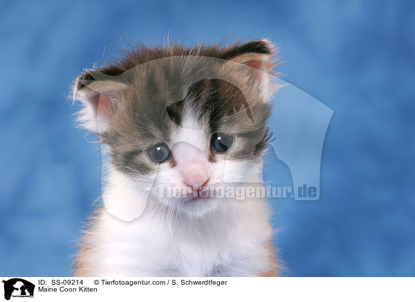 Maine Coon Ktzchen / Maine Coon Kitten / SS-09214