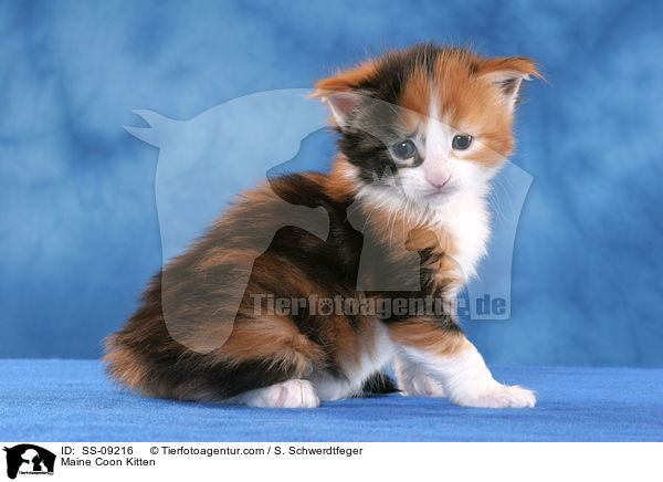 Maine Coon Ktzchen / Maine Coon Kitten / SS-09216