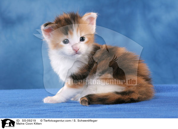 Maine Coon Ktzchen / Maine Coon Kitten / SS-09219