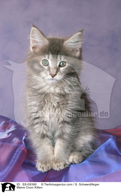 Maine Coon Ktzchen / Maine Coon Kitten / SS-09396