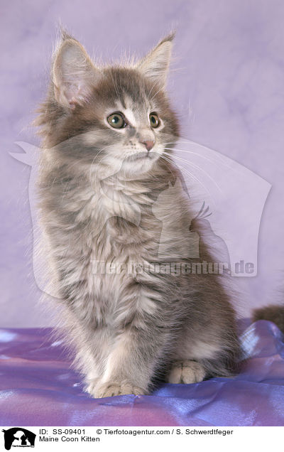 Maine Coon Ktzchen / Maine Coon Kitten / SS-09401