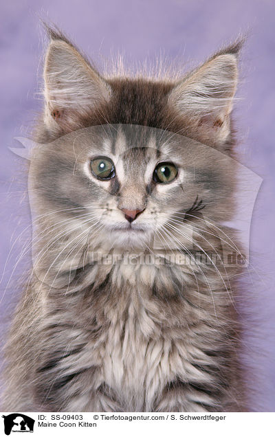 Maine Coon Ktzchen / Maine Coon Kitten / SS-09403