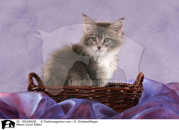 Maine Coon Ktzchen / Maine Coon Kitten / SS-09408