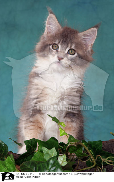 Maine Coon Ktzchen / Maine Coon Kitten / SS-09410