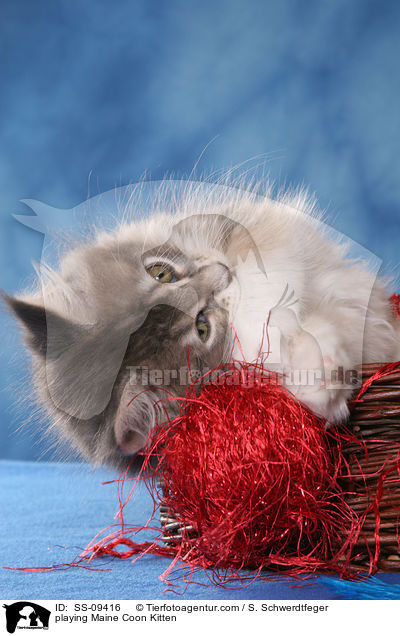 spielendes Maine Coon Ktzchen / playing Maine Coon Kitten / SS-09416