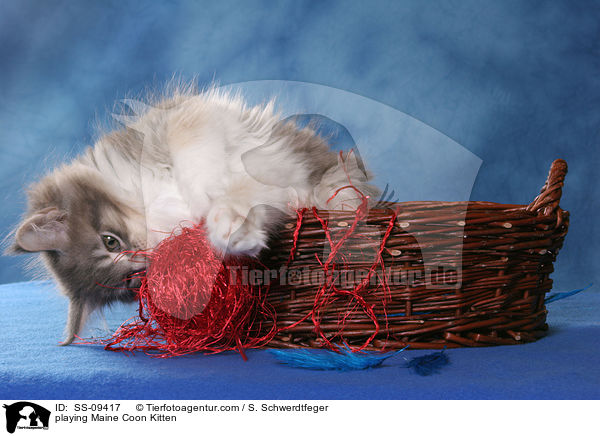 spielendes Maine Coon Ktzchen / playing Maine Coon Kitten / SS-09417