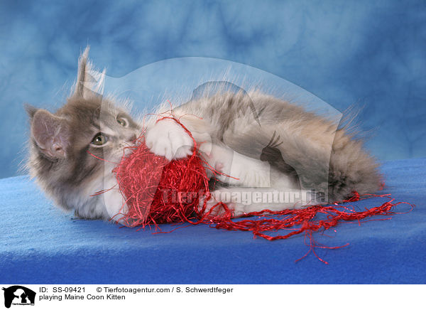 spielendes Maine Coon Ktzchen / playing Maine Coon Kitten / SS-09421