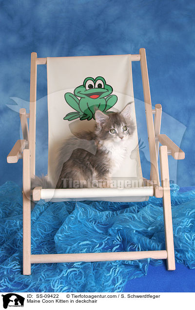 Maine Coon Ktzchen im Liegestuhl / Maine Coon Kitten in deckchair / SS-09422