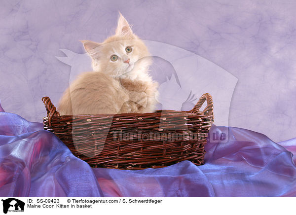 Maine Coon Ktzchen in Krbchen / Maine Coon Kitten in basket / SS-09423