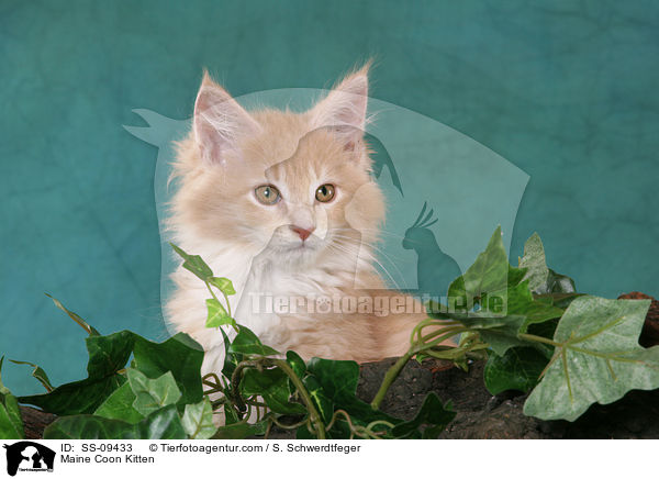 Maine Coon Ktzchen / Maine Coon Kitten / SS-09433