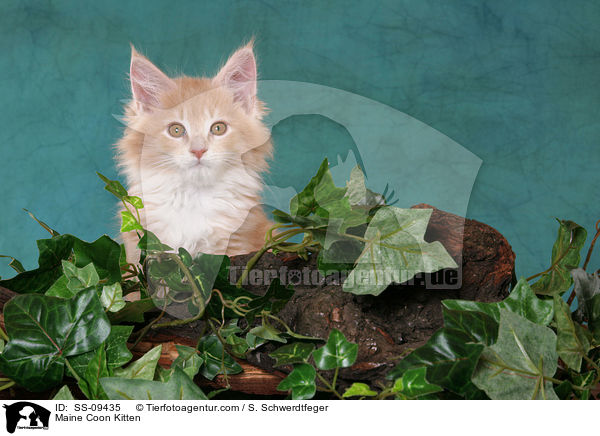 Maine Coon Ktzchen / Maine Coon Kitten / SS-09435