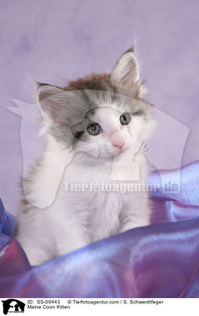 Maine Coon Ktzchen / Maine Coon Kitten / SS-09443