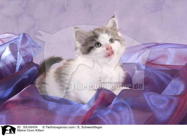 Maine Coon Ktzchen / Maine Coon Kitten / SS-09454