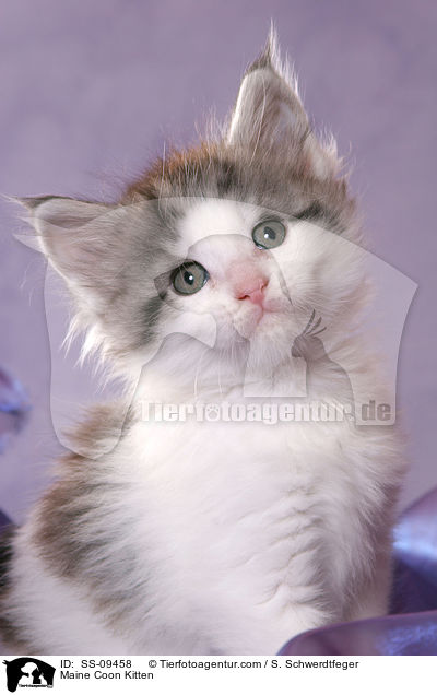 Maine Coon Ktzchen / Maine Coon Kitten / SS-09458