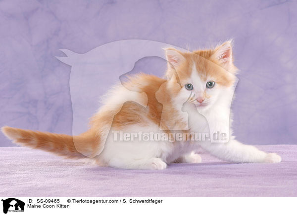 Maine Coon Ktzchen / Maine Coon Kitten / SS-09465