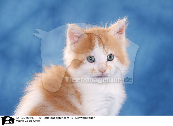 Maine Coon Ktzchen / Maine Coon Kitten / SS-09467