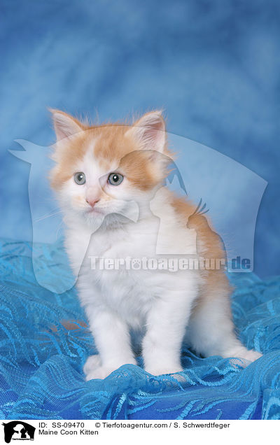 Maine Coon Ktzchen / Maine Coon Kitten / SS-09470