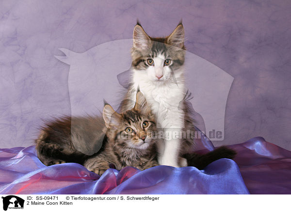 2 Maine Coon Ktzchen / 2 Maine Coon Kitten / SS-09471