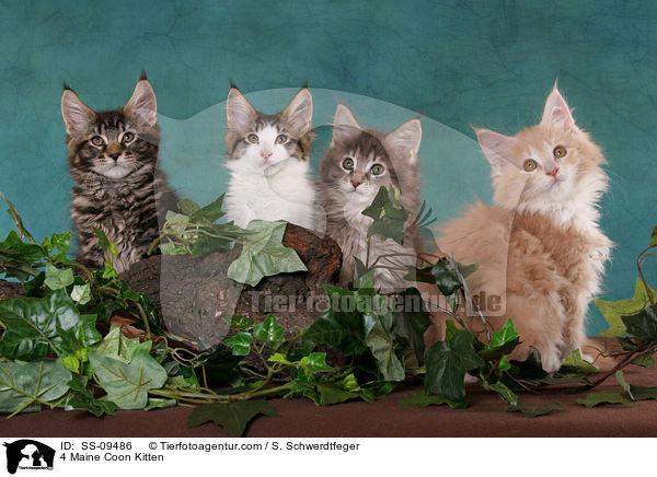 4 Maine Coon Ktzchen / 4 Maine Coon Kitten / SS-09486