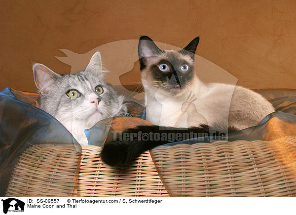 Maine Coon and Thai / SS-09557