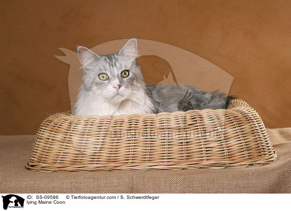 liegende Maine Coon / lying Maine Coon / SS-09586