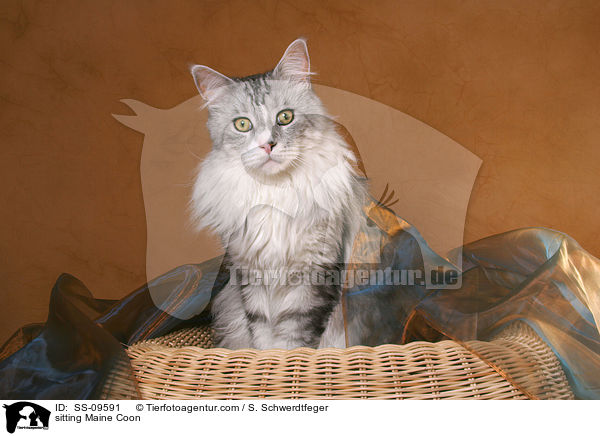 sitzende Maine Coon / sitting Maine Coon / SS-09591