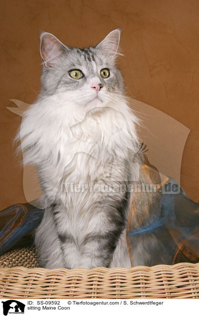 sitzende Maine Coon / sitting Maine Coon / SS-09592