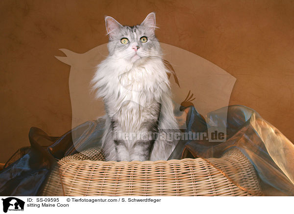 sitzende Maine Coon / sitting Maine Coon / SS-09595